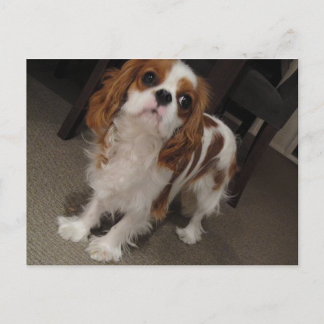 Cavalier King Charles lindo postal de perro cachor (Anverso)