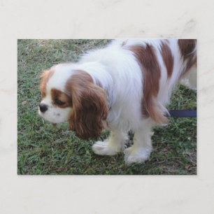 Cavalier King Charles lindo postal de perro cachor