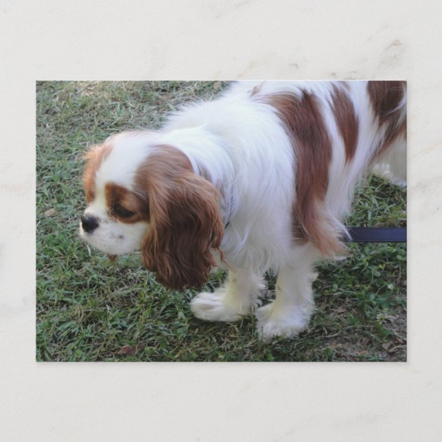 Cavalier King Charles lindo postal de perro cachor (Anverso)