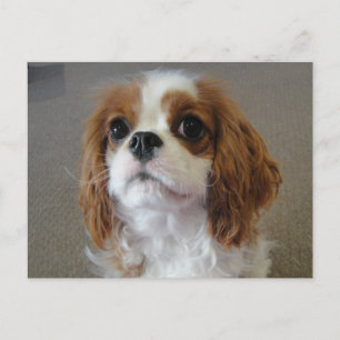 Cavalier King Charles lindo postal de perro cachor