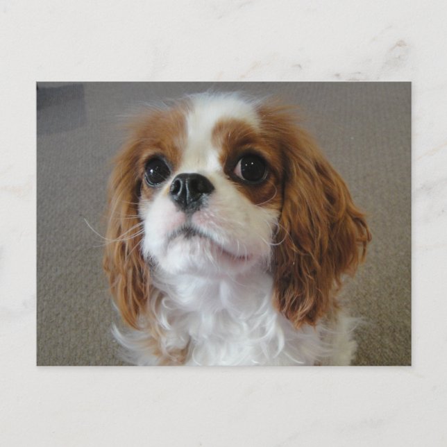 Cavalier King Charles lindo postal de perro cachor (Anverso)