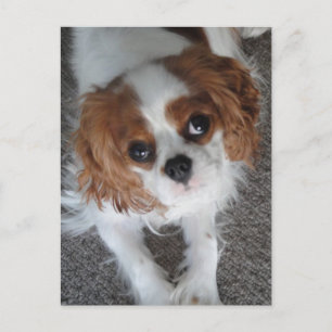 Cavalier King Charles lindo postal de perro cachor