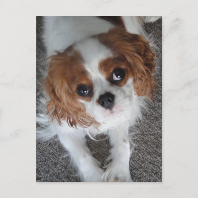 Cavalier King Charles lindo postal de perro cachor (Anverso)