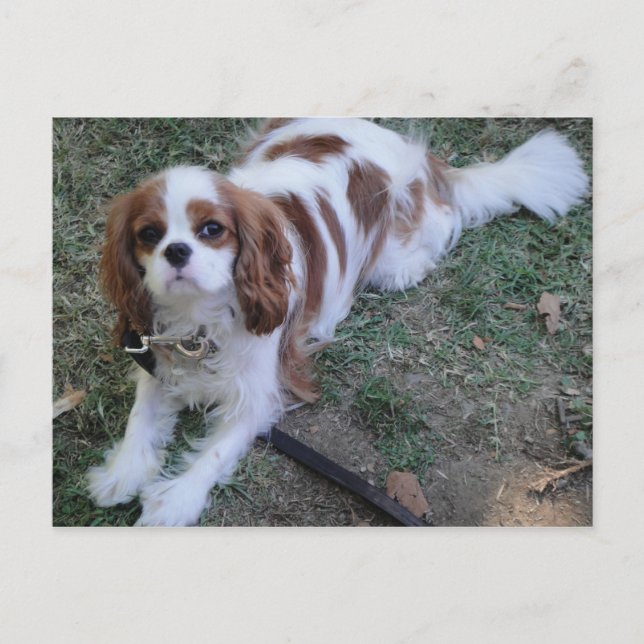 Cavalier King Charles lindo postal de perro cachor (Anverso)