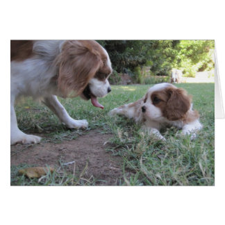 Cavalier King Charles Rescusa
