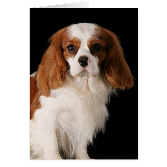 Cavalier King Charles Spaniel (Frente)