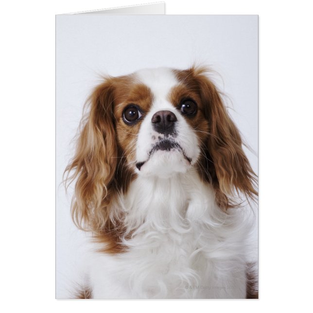 Cavalier King Charles Spaniel (Frente)