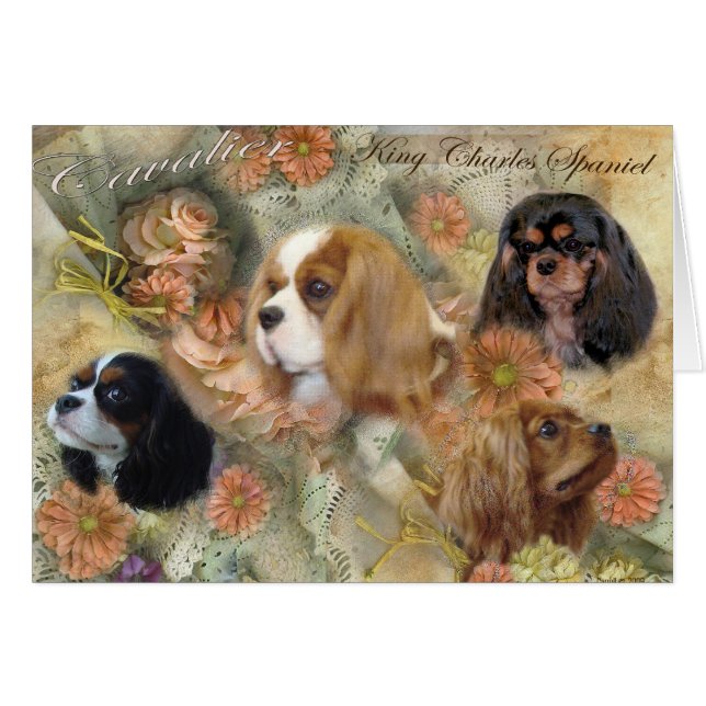 Cavalier King Charles Spaniel (Anverso (Horizontal))