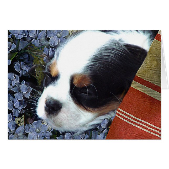 Cavalier King Charles Spaniel (Anverso (Horizontal))