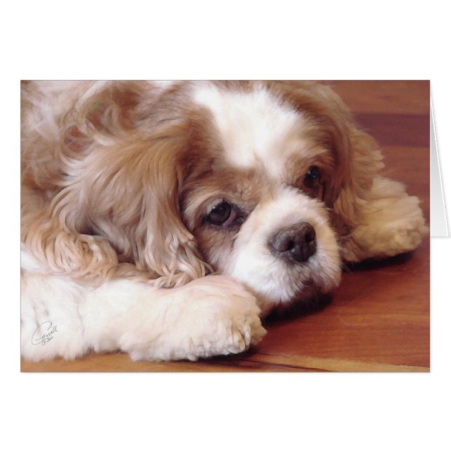 Cavalier King Charles Spaniel (Anverso (Horizontal))
