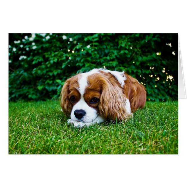 Cavalier King Charles Spaniel Blenheim en Grass (Anverso (Horizontal))