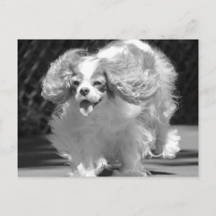 Cavalier King Charles Spaniel con tarjeta postal