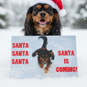Cavalier King Charles Spaniel Navidad