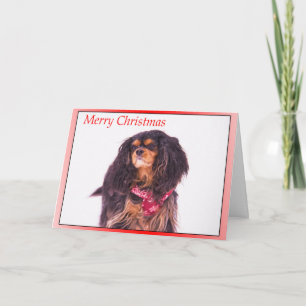 Cavalier King Charles Spaniel nevando en Navidad