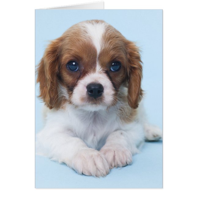 Cavalier King Charles Spaniel Puppy (Frente)