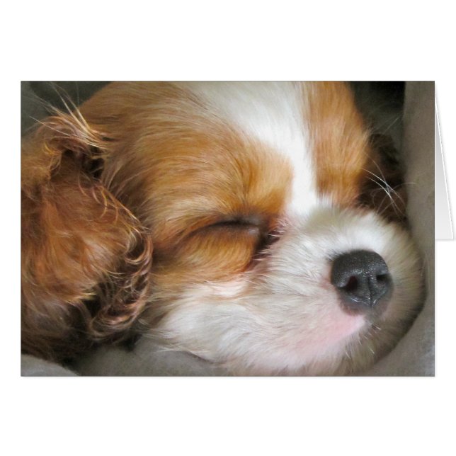 Cavalier King Charles Spaniel Puppy Card (Anverso (Horizontal))