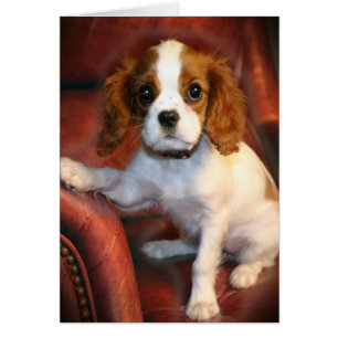 Cavalier King Charles Spaniel regalos y ropa