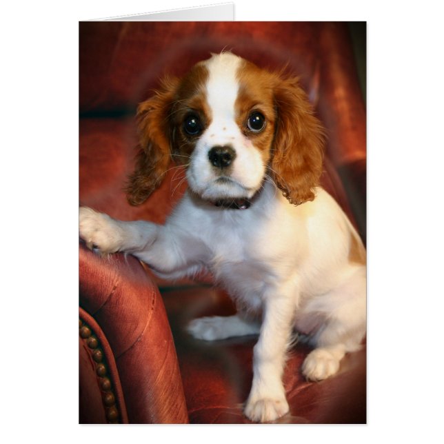 Cavalier King Charles Spaniel regalos y ropa (Frente)