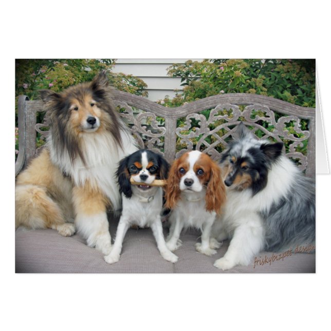 Cavalier King Charles y Shells (Anverso (Horizontal))