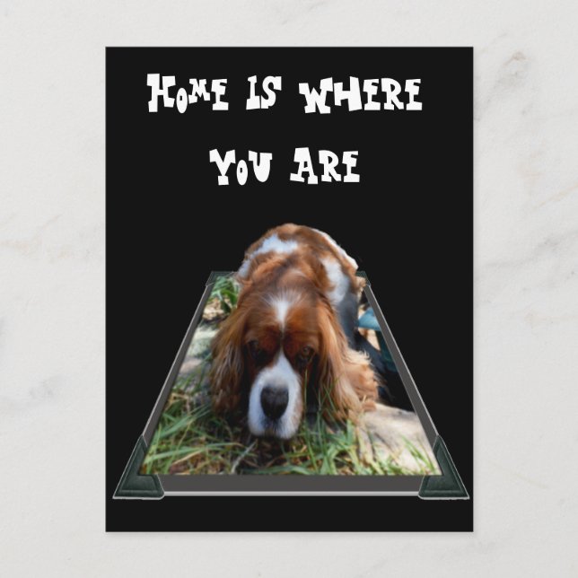 Cavalier Spaniel, postal (Anverso)