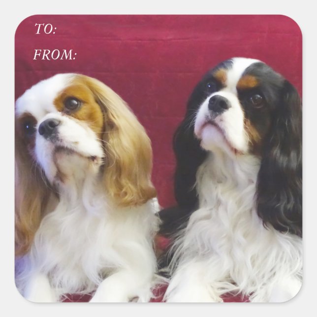 Cavalier Spaniels Gift Tag Pegatinas (Anverso)
