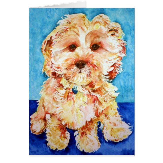 Cavapoo "Ollie". (Frente)