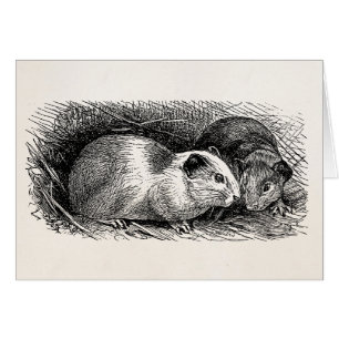 Cavies retros del ilustracion del conejillo de