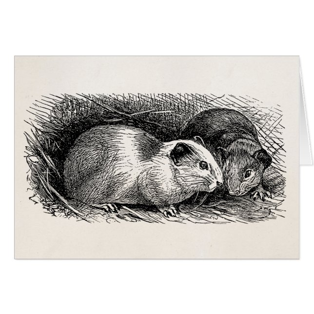 Cavies retros del ilustracion del conejillo de (Anverso (Horizontal))