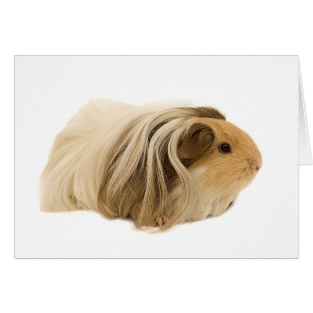 Cavy mimoso lindo (Anverso (Horizontal))