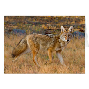 Caza de Coyote (Canis Latrans)
