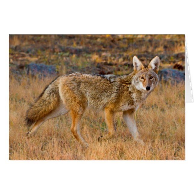 Caza de Coyote (Canis Latrans) (Anverso (Horizontal))