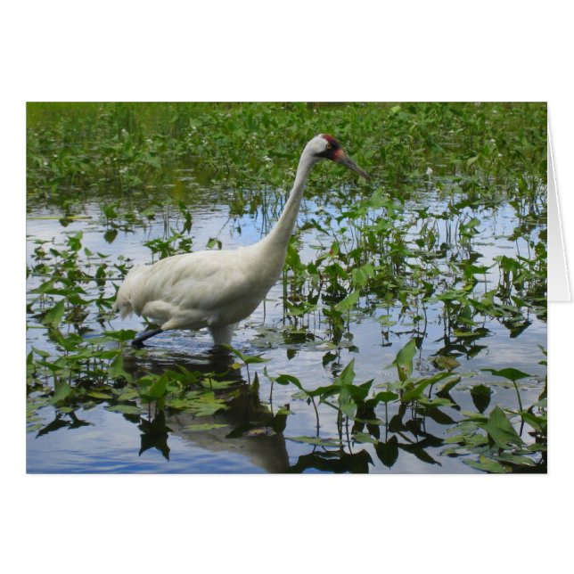 Caza de gránulos (Anverso (Horizontal))