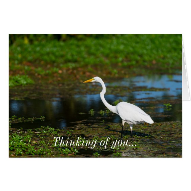 Cazando A Egret Pensando En Tu Tarjeta (Anverso (Horizontal))