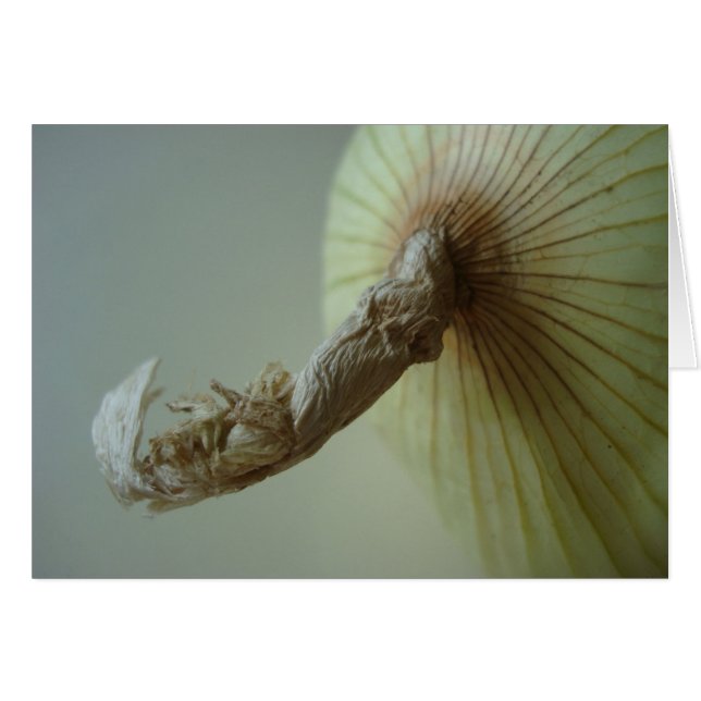 Cebolla blanca (Anverso (Horizontal))