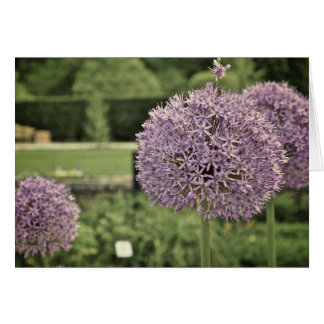 Cebolla Ornamental Púrpura
