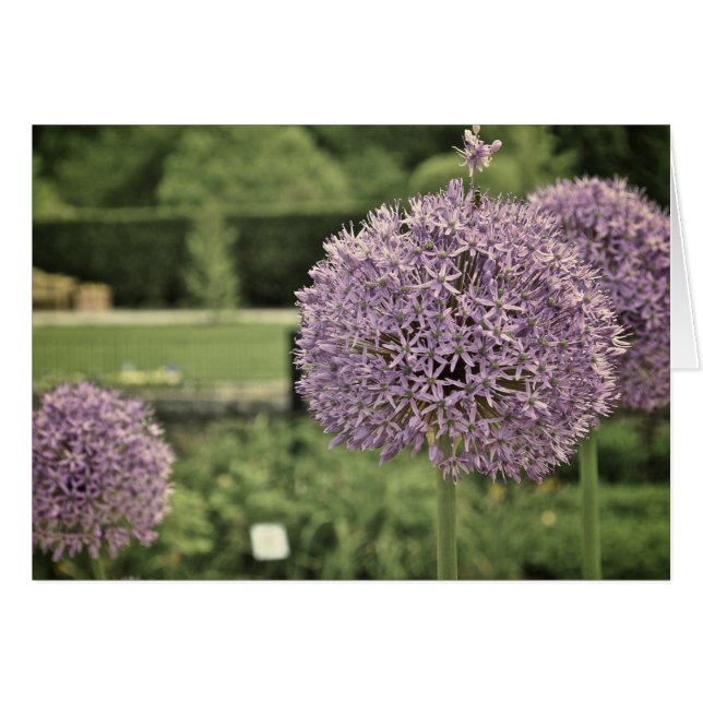Cebolla Ornamental Púrpura (Anverso (Horizontal))