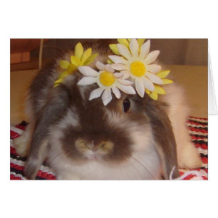 Cebollas de primavera