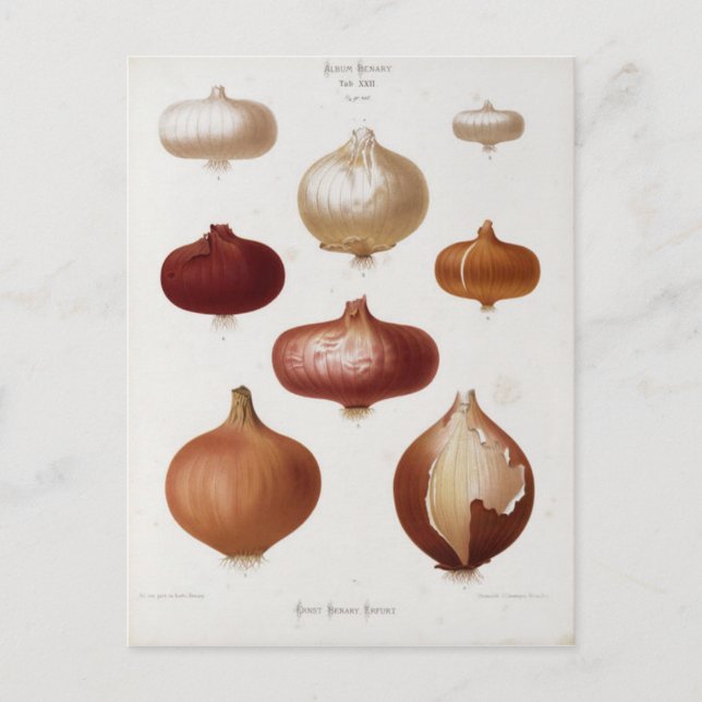 Cebollas - Postal (Anverso)