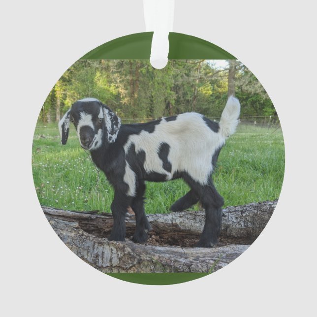 Cebollo adorno de cabra 2 fotos (Reverso)