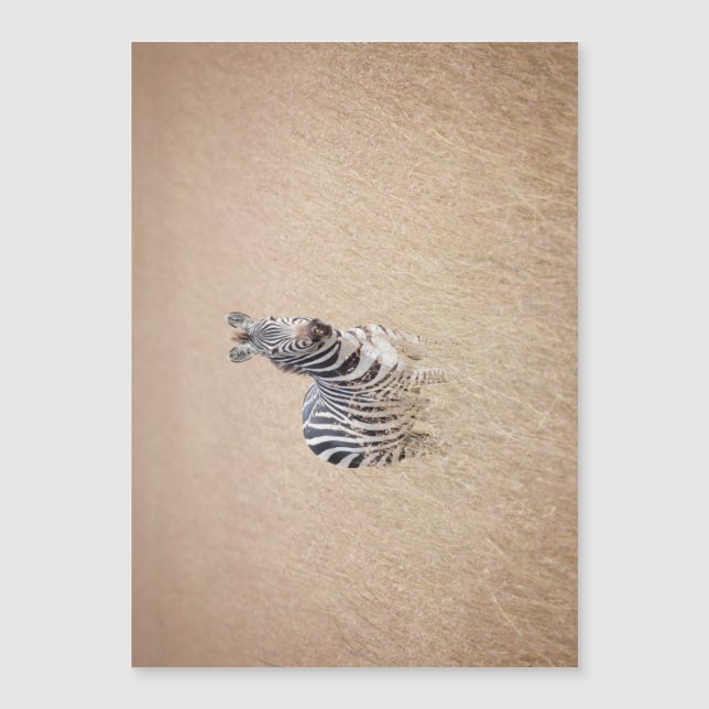 Cebra de césped alto (Anverso)