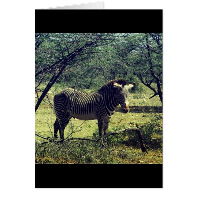 Cebra en los árboles (Frente)