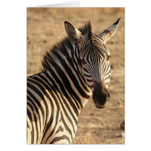 Cebra en Savannah, Tanzania