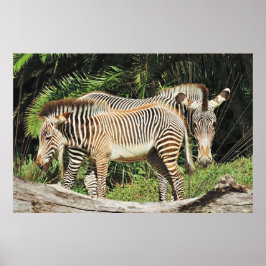 Cebra Mamá y Cría 36 x 24 Foto Póster