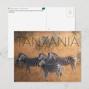 Cebras en Serengeti, Tarjeta Postal de Viaje de Ta
