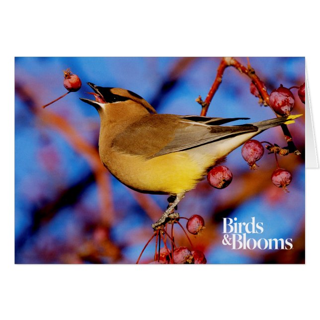 Cedar Waxwing (Anverso (Horizontal))