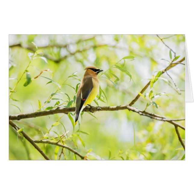 Cedar Waxwing (Anverso (Horizontal))