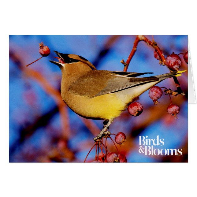 Cedar Waxwing (Anverso (Horizontal))