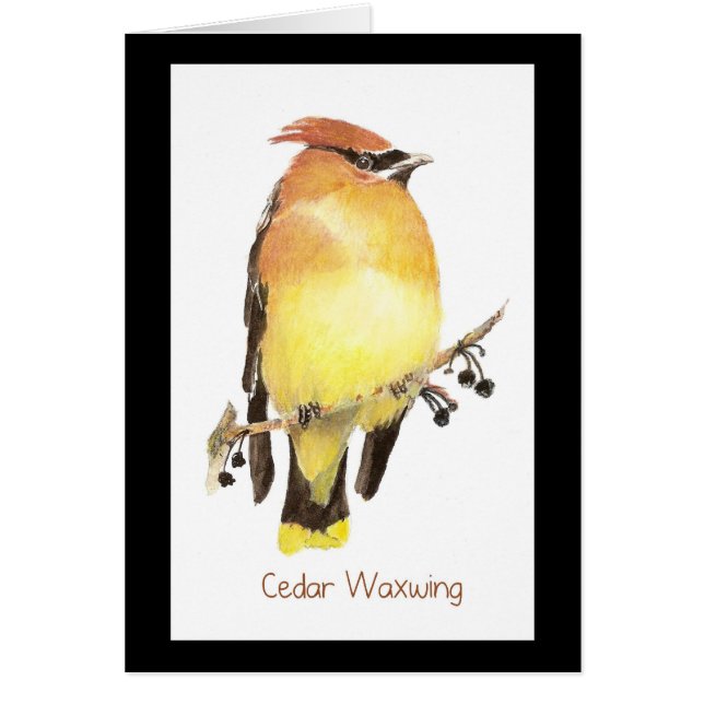 Cedar Waxwing, acuarela (Frente)
