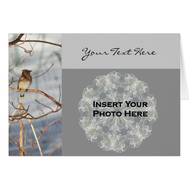 Cedar Waxwing Bird En Winter Photo Card (Anverso (Horizontal))
