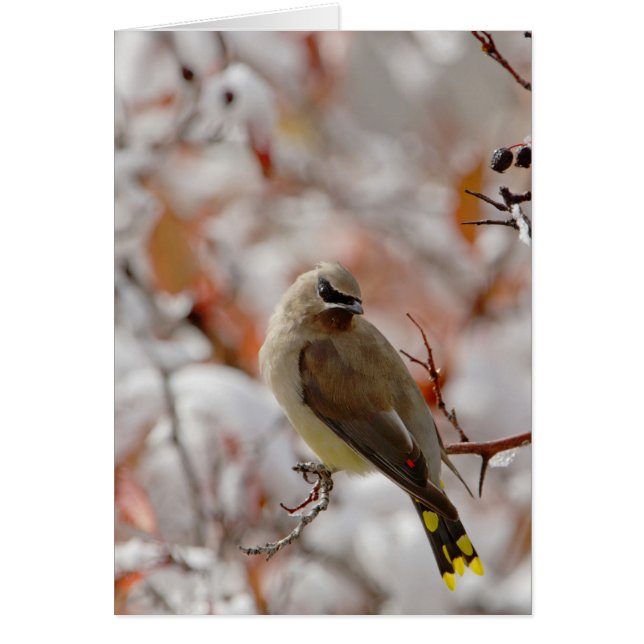 Cedar Waxwing de adultos con espino dorsal y nieve (Frente)